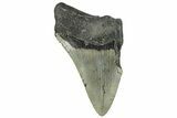 Bargain, Fossil Megalodon Tooth - Serrated Blade #295441-1